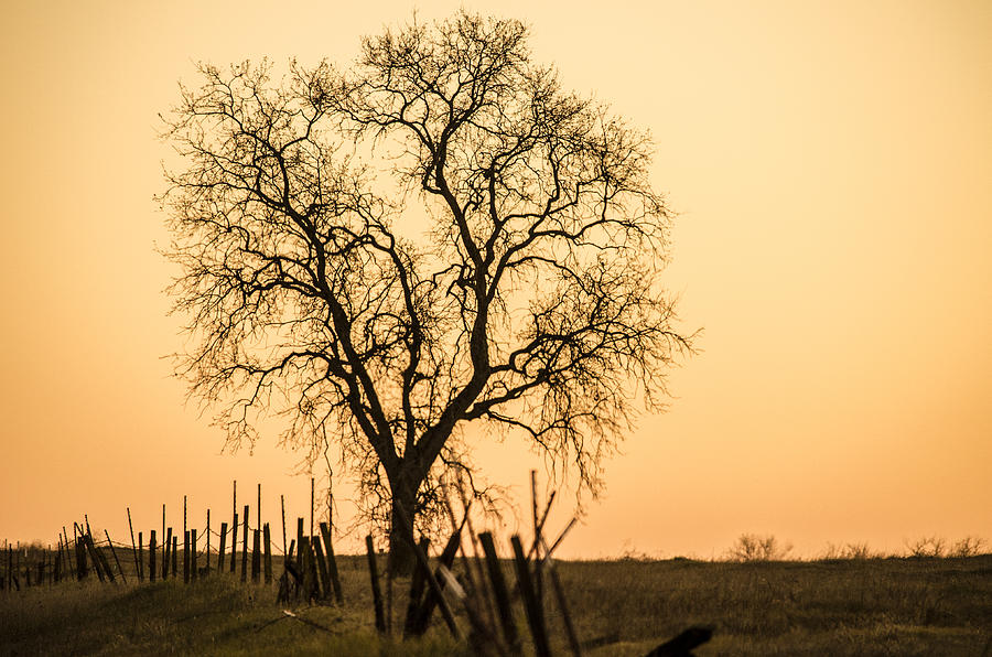 Country Fence Sunset Photograph by Spencer Hughes