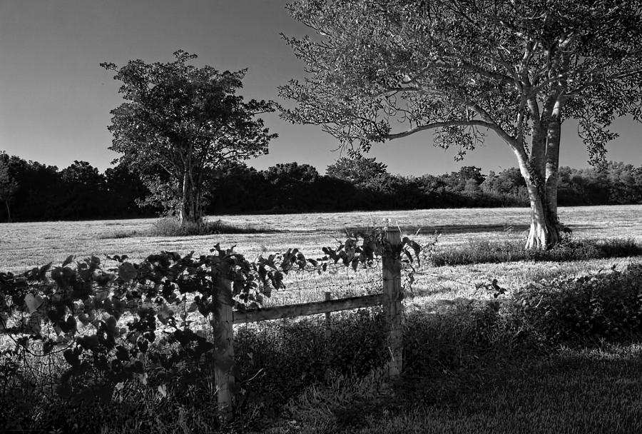 Farm Photograph - Country Grace by Chrystyne Novack