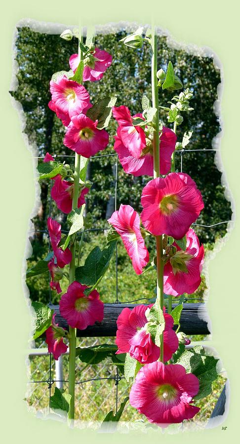Flower Photograph - Country Hollyhocks by Will Borden