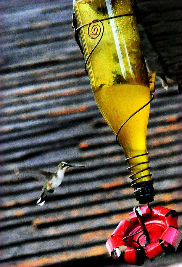 Hummingbird Photograph - Country Hummer2 by Leon Hollins III