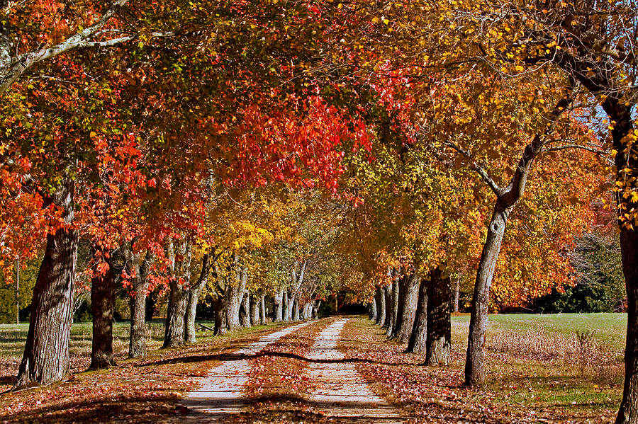 Country Lane in Autumn Photograph by Jerry Gammon
