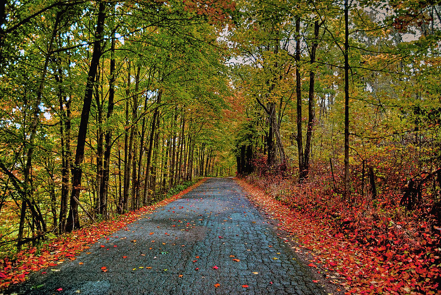 Tree Photograph - Country Lane in Autumn by Mark Orr