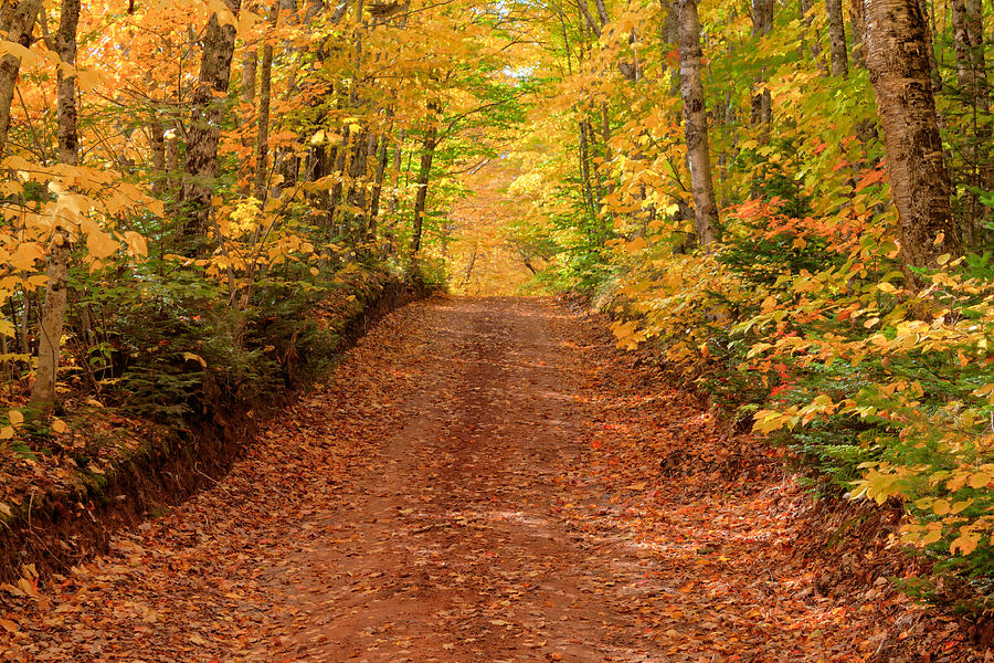 Country Lane In Autumn Photograph by Matt Dobson