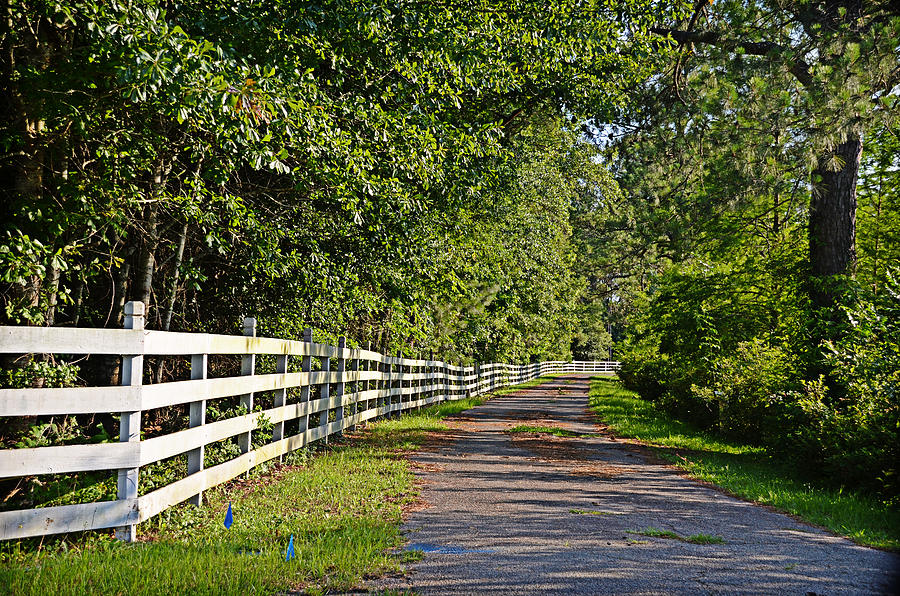 Country Lane Photograph by Linda Brown