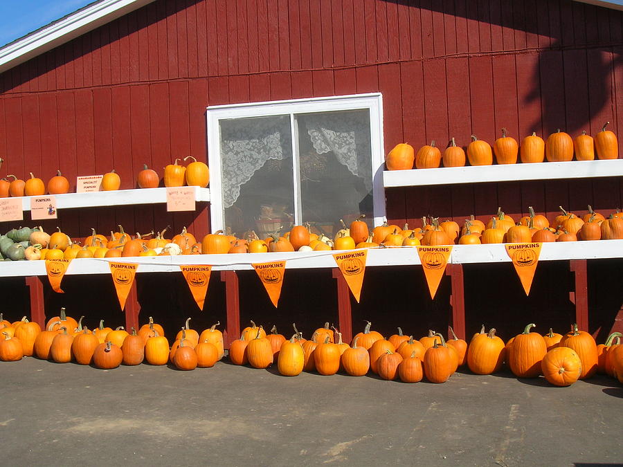 Fall Photograph - Country Life by Dina Stillwell Fall Photograph - Country Life by Dina Stillwell