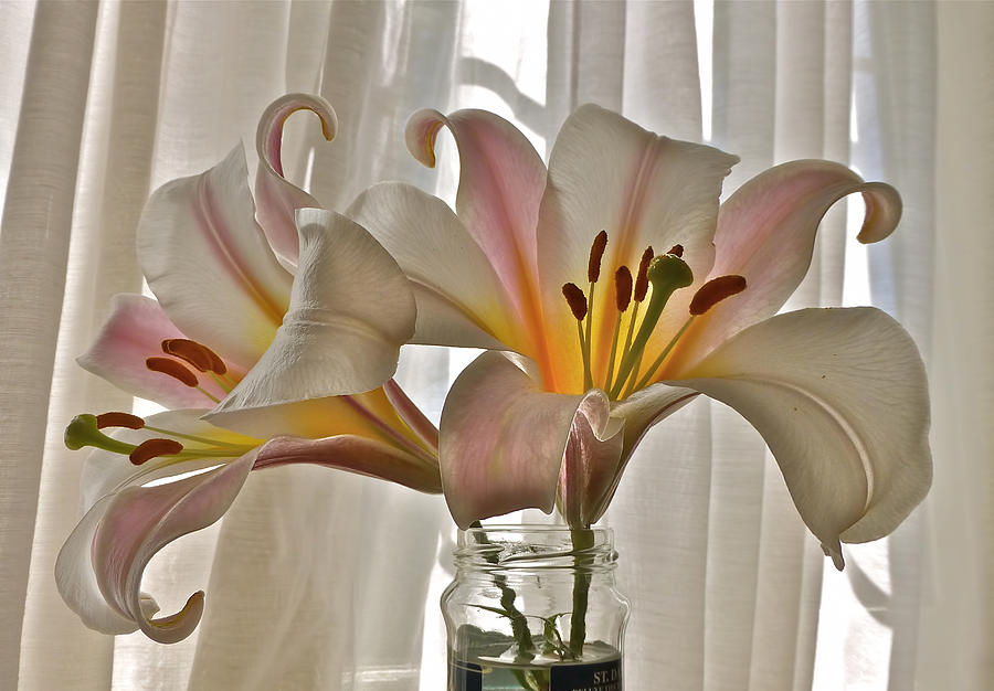 Country Lilies Photograph by K L Kingston