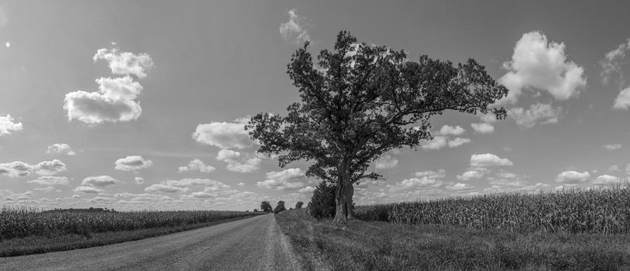 Country road and Tree Black and WHite  Photograph by John McGraw