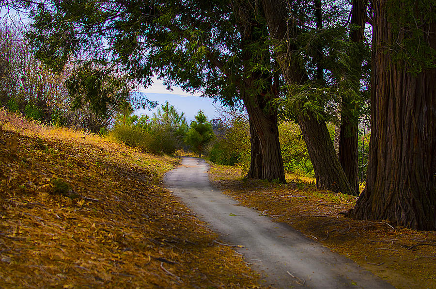 Tree Photograph - Country Road by Camille Lopez