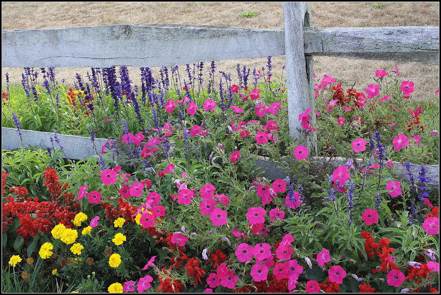 Country Road Fence with Flowers Photograph by Dora Sofia Caputo