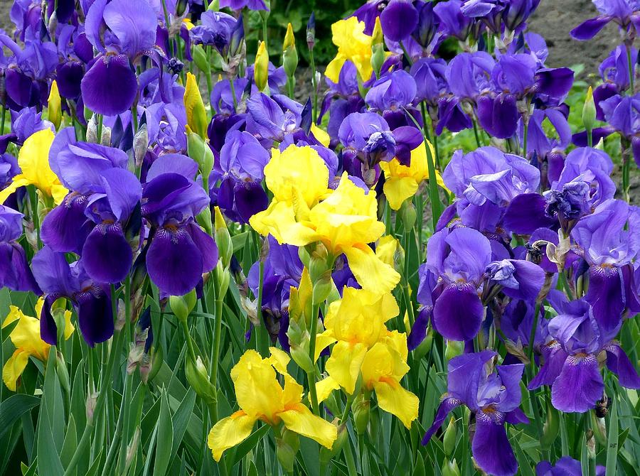 Nature Photograph - Country Road Irises  by Will Borden