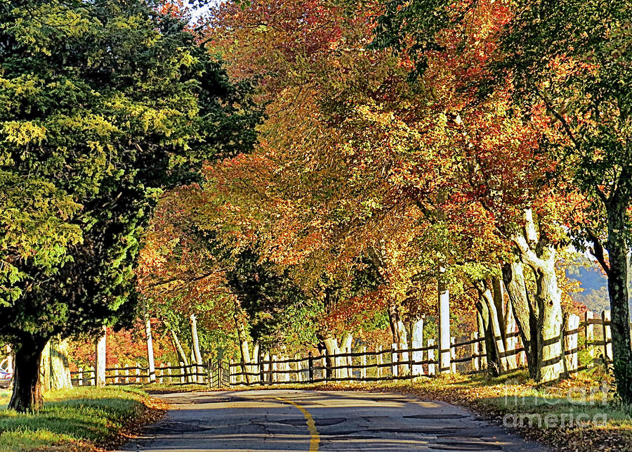 Fall Photograph - Country Road by Janice Drew