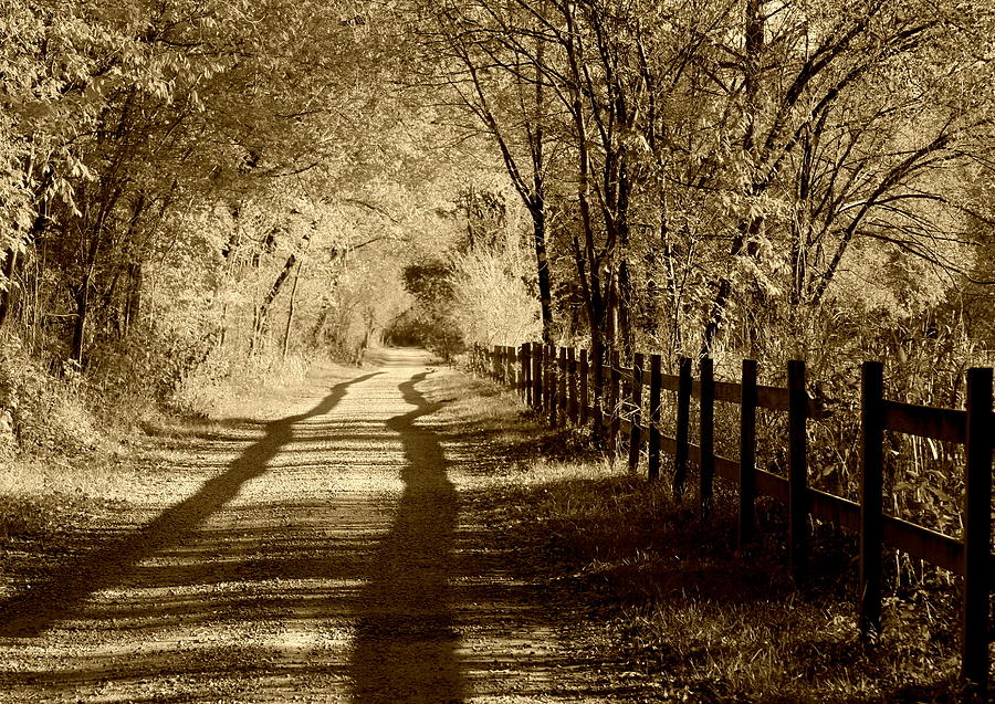 Sepia Tone Photography Forest