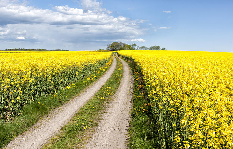 Landscape Photograph - Country road through the fields by Mike Santis