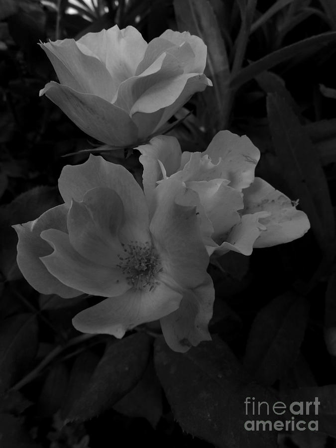 Summer Photograph - Country Roses-BW by Pics by Jody Adams