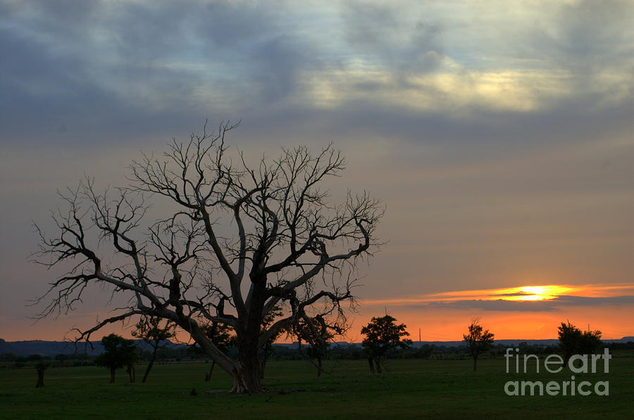 Sunset Photograph - Tree of Home by Anjanette Douglas
