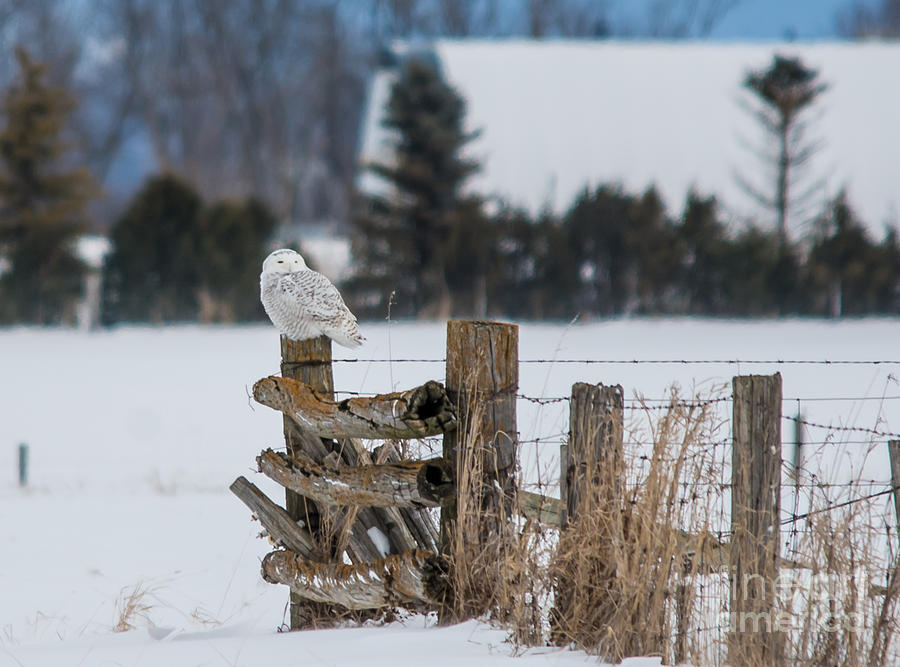 Country Snowy Owl Photograph by Cheryl Baxter