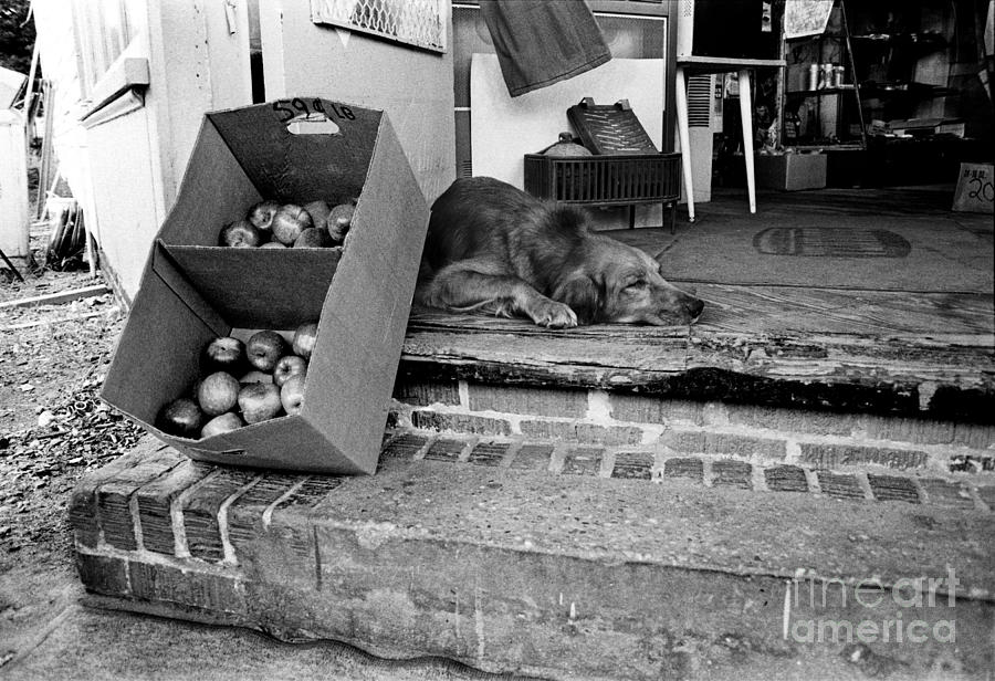 Country Store Dog Photograph by Tom Brickhouse