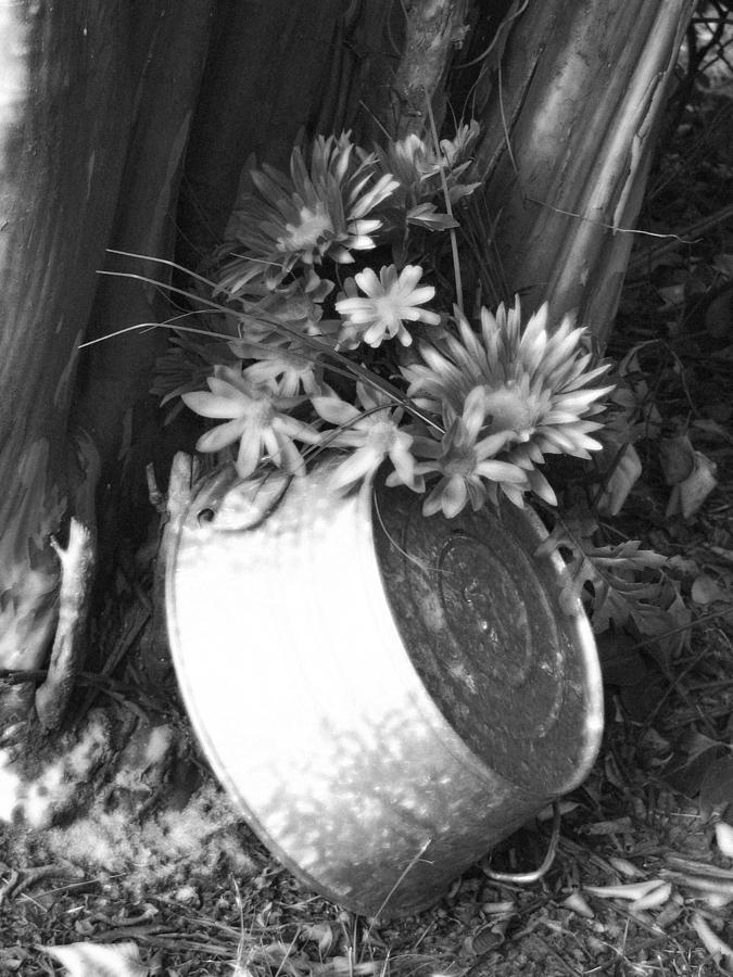 Country Summer - BW 01 Photograph by Pamela Critchlow