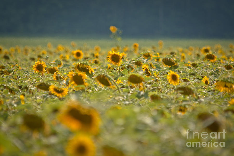 Country Sunflowers Photograph by Cheryl Baxter