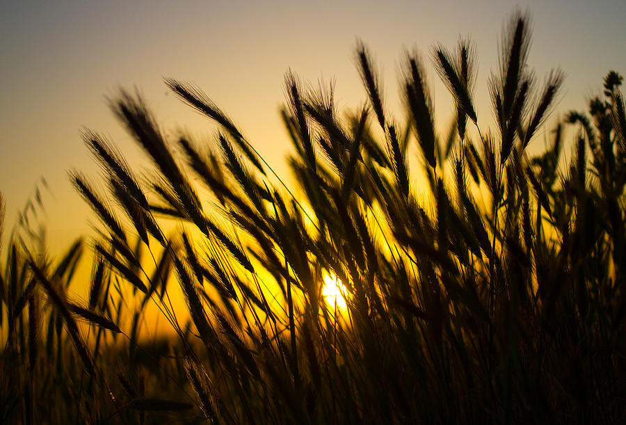 Country Sunset Photograph by Richard Cheski