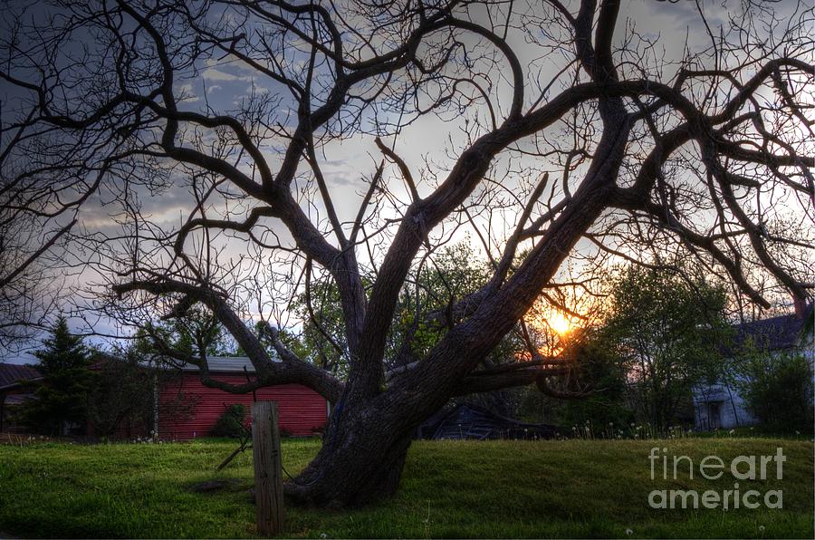 Country Sunset Tree Photograph by Robert Loe