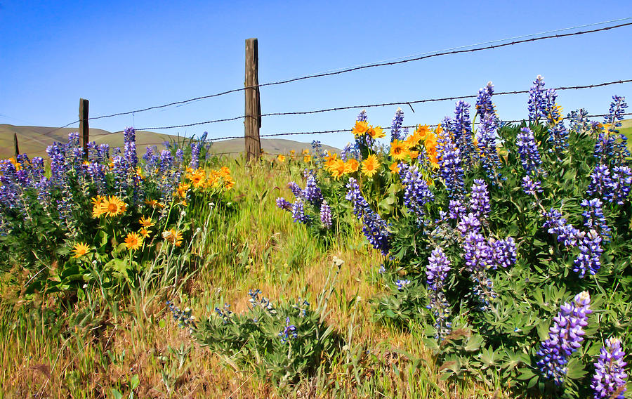 Country Wildflowers Photograph