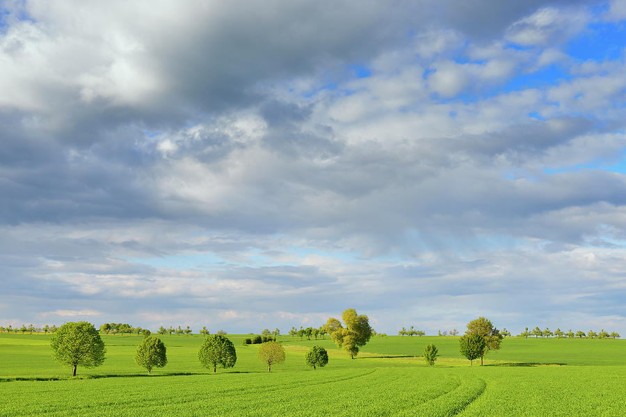 Countryside With Trees by Raimund Linke