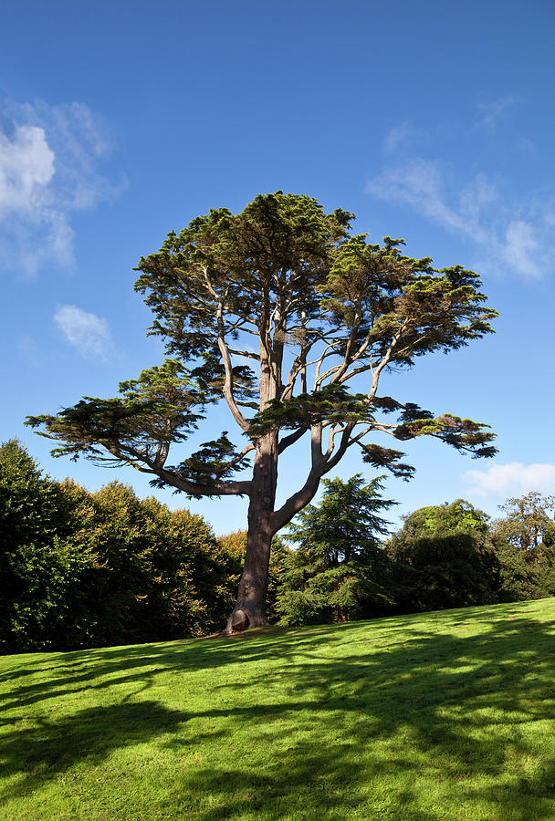 Tree Photograph - County Down Ireland Lebanon Cedar by Panoramic Images