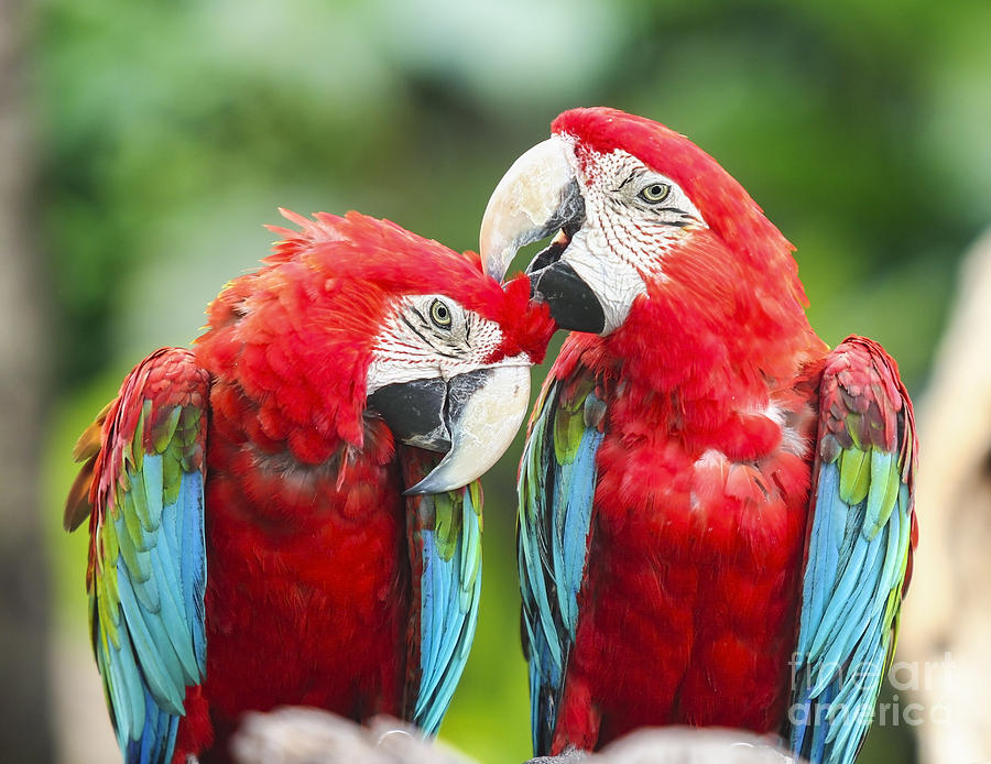 Jungle Photograph - Couple Macaws by Anek Suwannaphoom