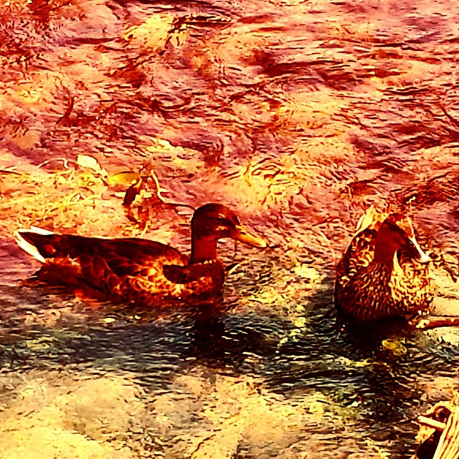 Couple of Ducks Photograph by Jason Roust