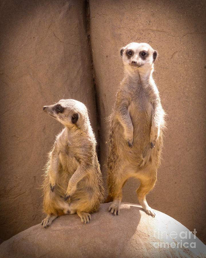 Animal Photograph - Couple Of Meerkats by Two Hivelys
