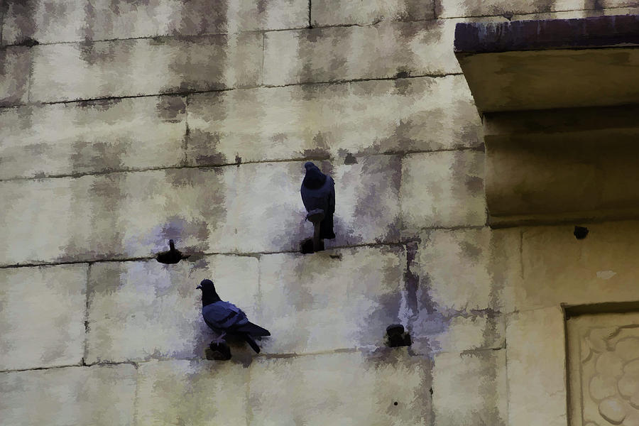 Couple of pigeons on a wall Photograph by Ashish Agarwal