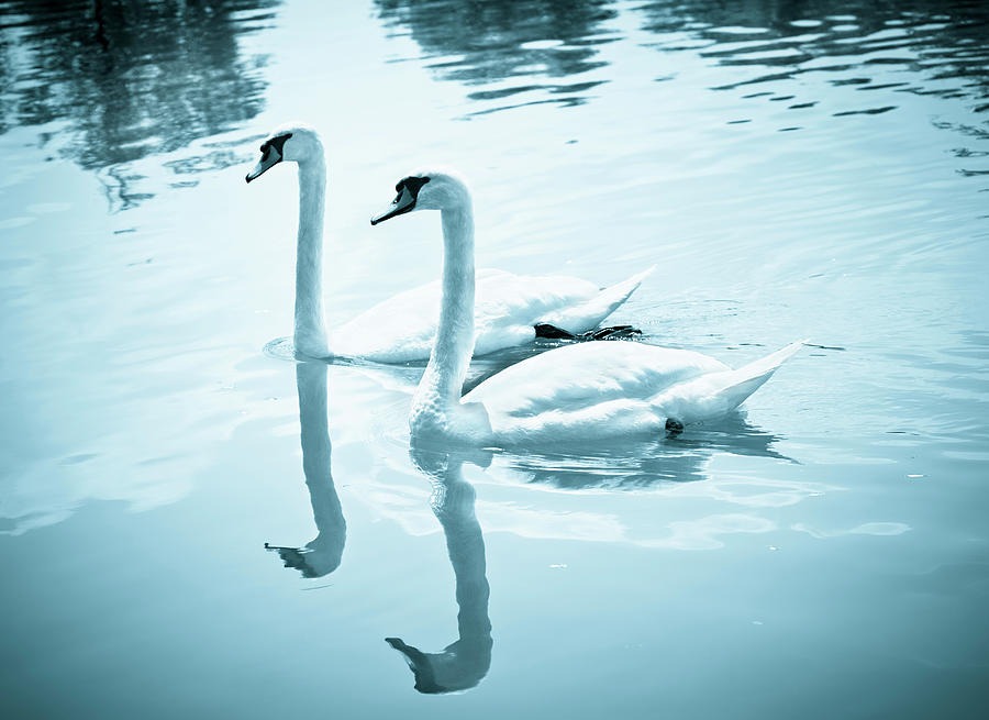 Couple Of Swans, Blue Toned Photograph by Rinocdz