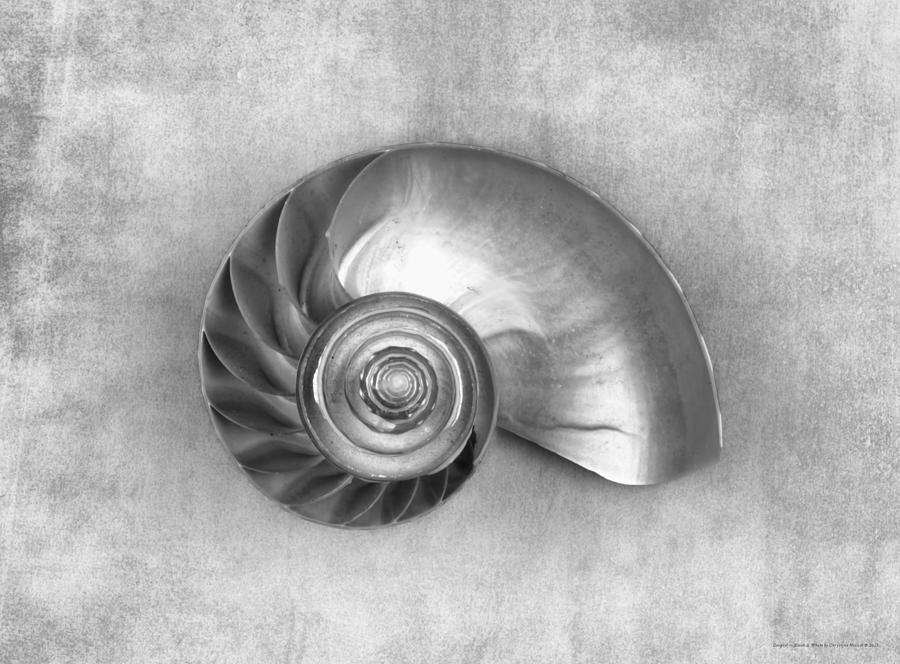 Shell Photograph - Couplet in Black and White by Chrystyne Novack