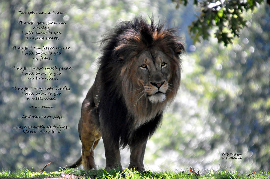Courage of a Lion Photograph by Teresa Blanton