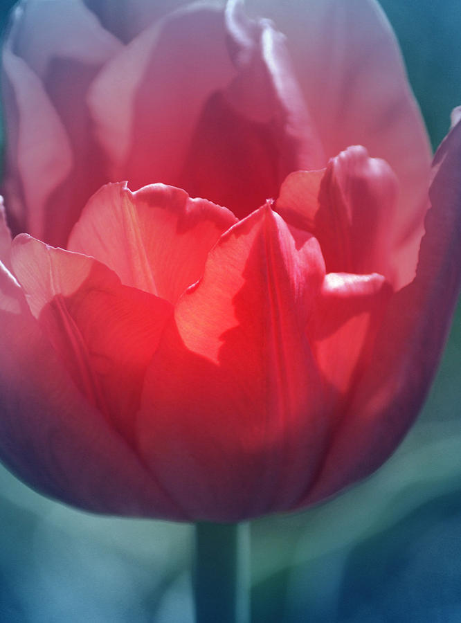 Tulip Photograph - Courage by The Art Of Marilyn Ridoutt-Greene