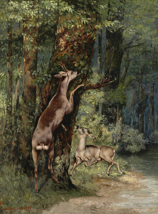 Courbet Deer, 1868 Painting by Granger