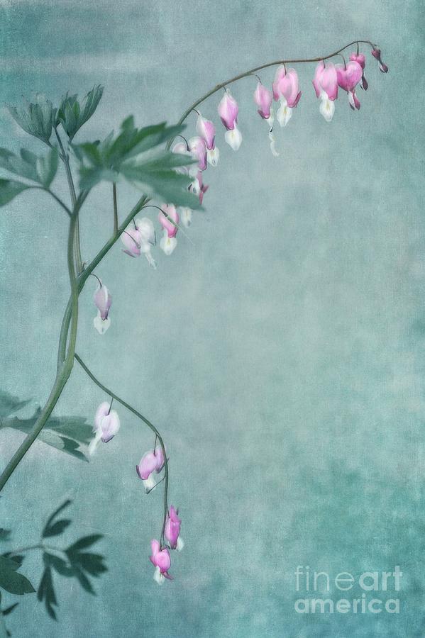 Flower Photograph - Couricino by Priska Wettstein