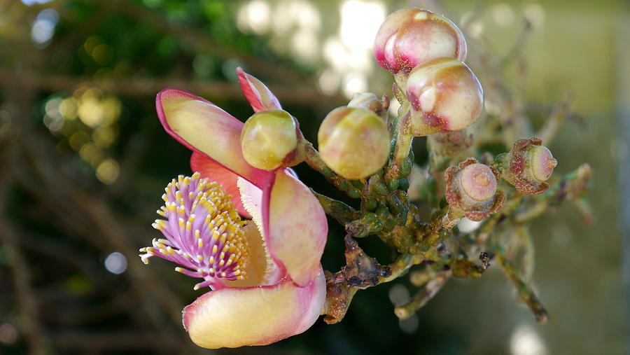 Couroupita guianensis С†РІРµС‚РѕРє