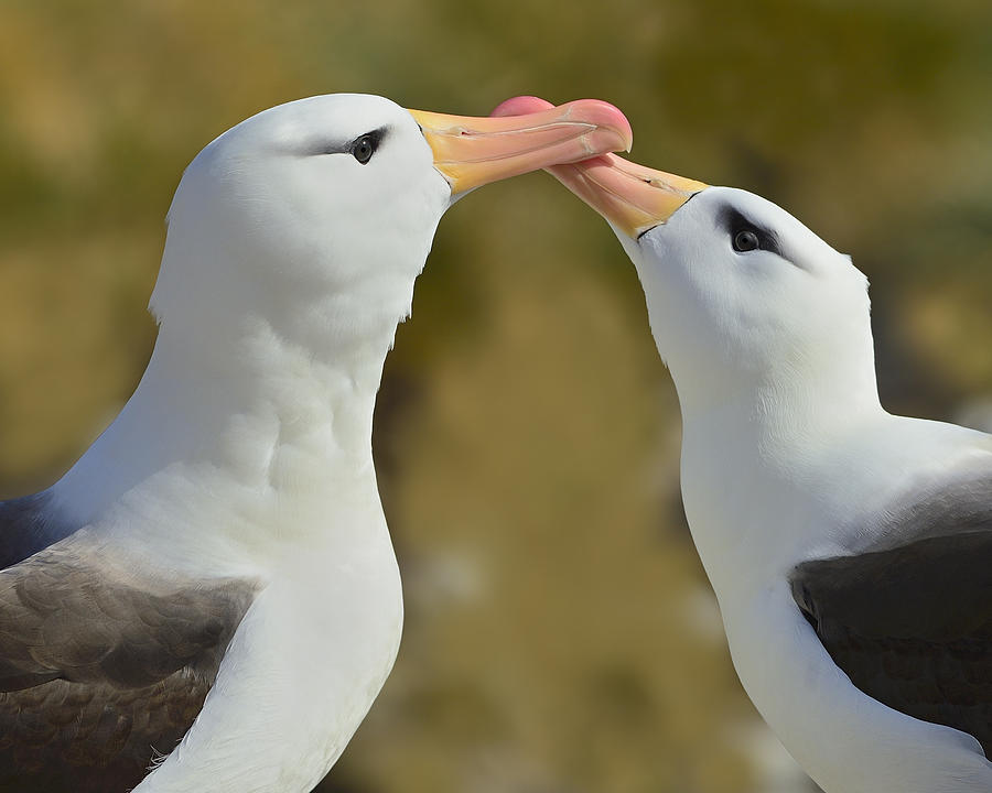 Albatross Photograph - Court and Spark by Tony Beck