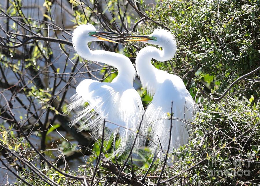 Courting Great Egrets Photograph by Carol Groenen
