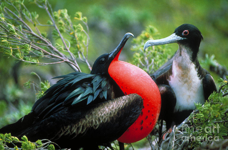 Courting Great Frigatebirds Photograph by Sidney Bahrt