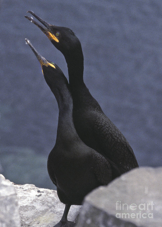 Courting Shags  Photograph by Liz Leyden
