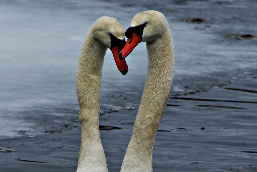 Courting Swans Photograph by Joe Faherty