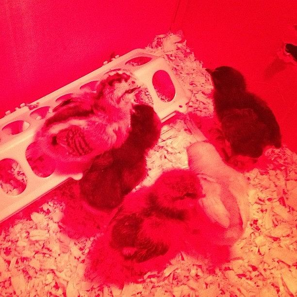 Courts New Baby Chicks! So Adorable Photograph by Abigail Lien