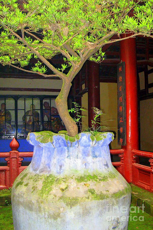 Fengdu Courtyard Tree Photograph by Nieves Nitta