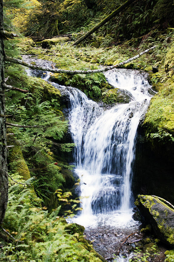Covell Creek Falls 2 Photograph by Edward Hawkins II