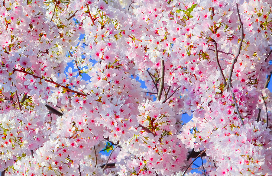 Covered in Blossoms Photograph by Jeff at JSJ Photography