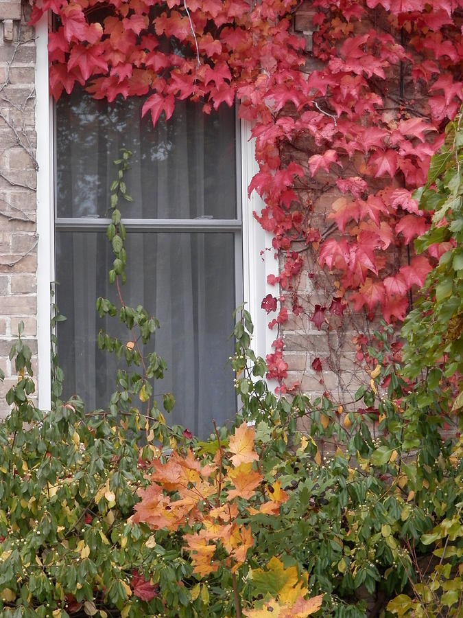 Fall Photograph - Covered Window by Margaret McDermott