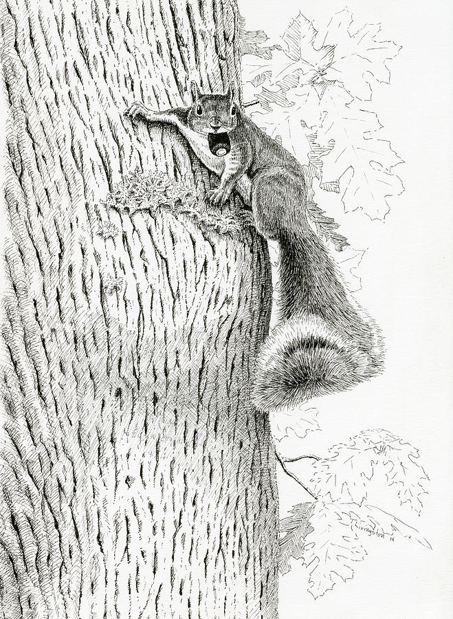 Coveting Nuts Drawing by Timothy Livingston